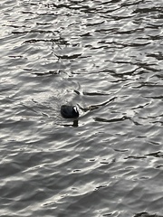 Fulica atra atra