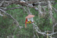 Icterus graduacauda