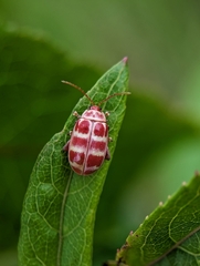 Asphaera quadrifasciata