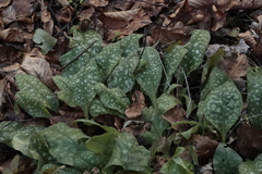 Pulmonaria stiriaca