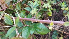 Rubus affinis