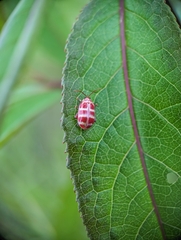 Asphaera quadrifasciata