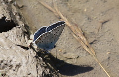 Polyommatus amandus