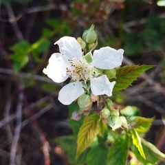 Rubus affinis