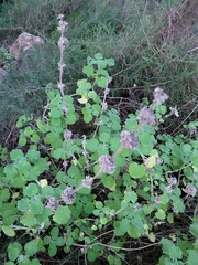 Pseudodictamnus hirsutus