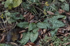 Pulmonaria stiriaca