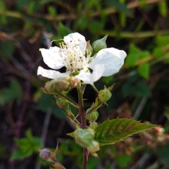 Rubus affinis