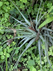 Tillandsia pohliana