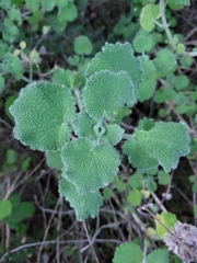 Pseudodictamnus hirsutus