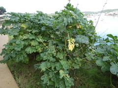 Malva arborea
