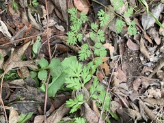 Chaerophyllum tainturieri