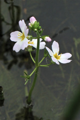 Hottonia palustris