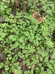 Chaerophyllum tainturieri