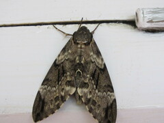 Psilogramma casuarinae