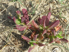 Carpobrotus glaucescens