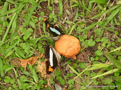 Adelpha serpa