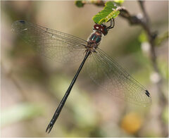 Austrophya mystica