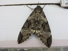 Psilogramma casuarinae