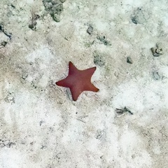 Oreaster reticulatus