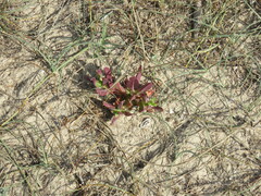 Carpobrotus glaucescens