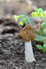 Verpa bohemica