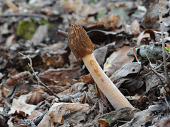 Verpa bohemica