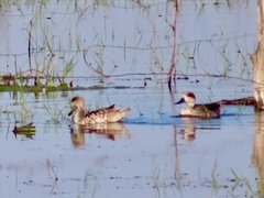 Marmaronetta angustirostris