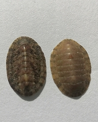 Ischnochiton comptus