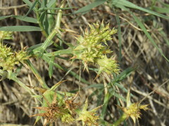 Echinophora spinosa