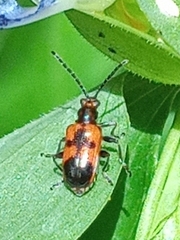 Neolema dorsalis