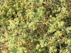 Echinophora spinosa