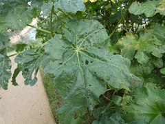 Malva arborea