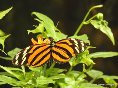 Heliconius ismenius