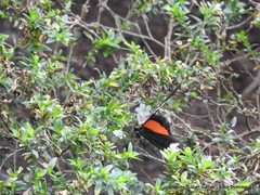 Heliconius hortense