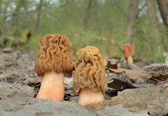Verpa bohemica
