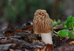 Verpa bohemica