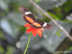 Heliconius hortense