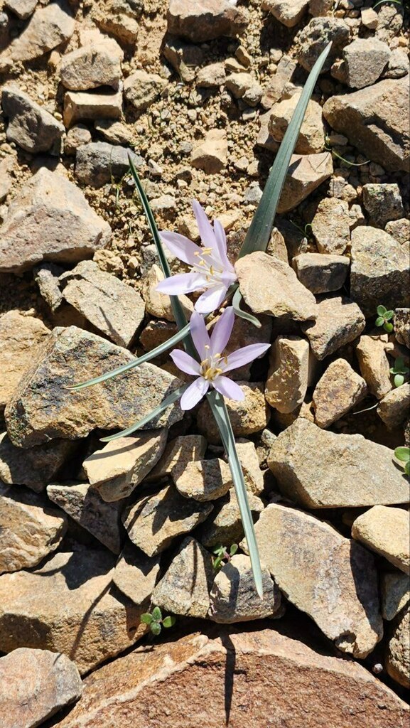 Colchicum schimperi