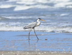 Ardea cocoi