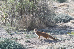 Cynictis penicillata