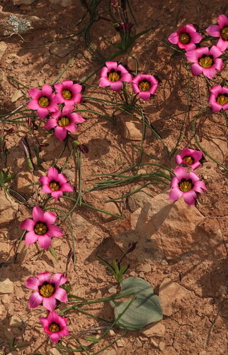 Satin Froetang (Romulea subfistulosa)