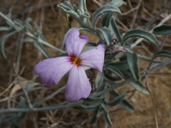 Matthiola sinuata
