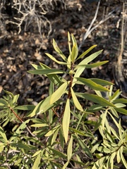 Daphne mucronata
