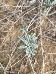 Matthiola sinuata