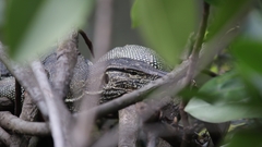 Varanus salvator bivittatus