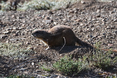 Geosciurus inauris