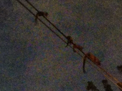 Paradoxurus musangus