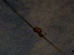 Paradoxurus musangus