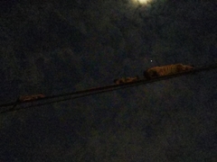 Paradoxurus musangus