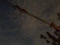 Paradoxurus musangus